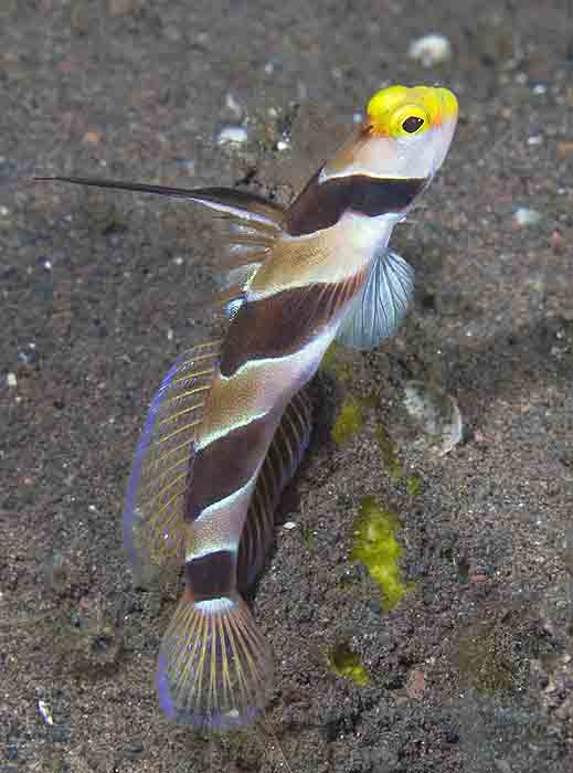  Stonogobiops nematodes (Blackray Shrimp Goby, Filament-finned Shrimp Goby)